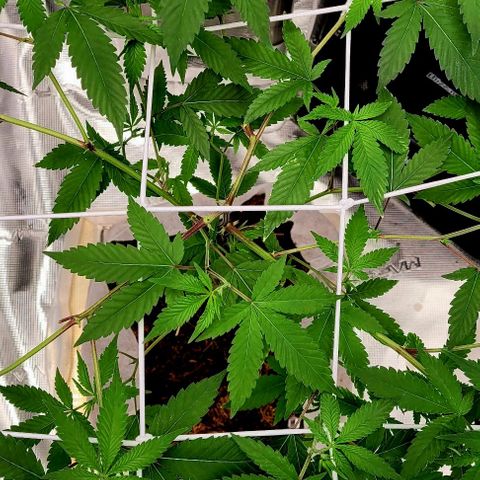 Blue Nose growlog timeline photo