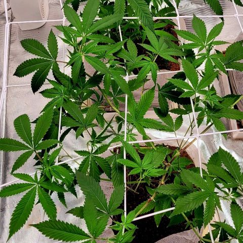 Blue Nose growlog timeline photo