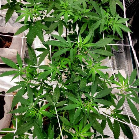 Blue Nose growlog timeline photo