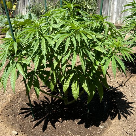 Special Queen # 1 # 1  growlog timeline photo