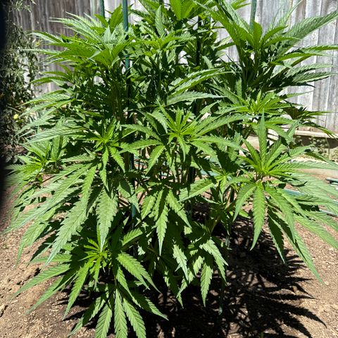 Special Queen # 1 # 2 growlog timeline photo
