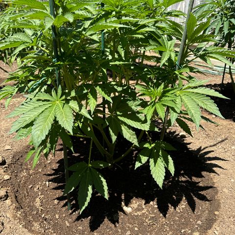 OG KUSH  growlog timeline photo