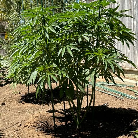 Legendary OG Punch # 1 #2 growlog timeline photo
