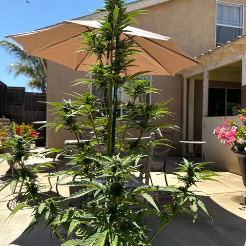 Sweet Skunk - Auto # 1  growlog timeline photo