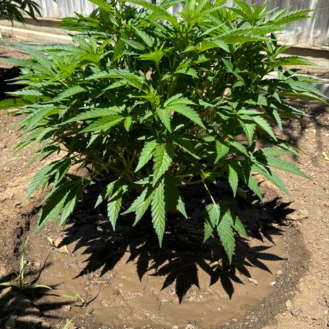 Royal Skywalker  growlog timeline photo