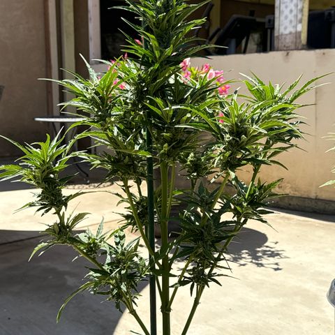 Sweet Skunk - Auto # 3  growlog timeline photo