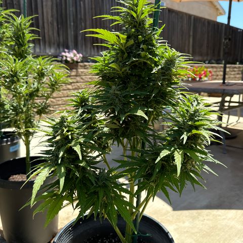 Royal Critical Automatic growlog timeline photo