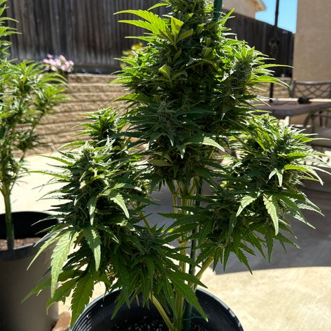 Royal Critical Automatic growlog timeline photo