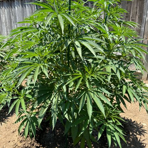 Legendary OG Punch # 1 #2 growlog timeline photo