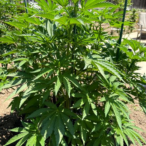 OG KUSH  growlog timeline photo