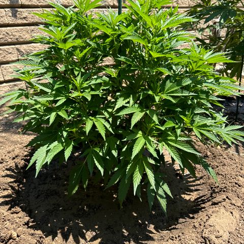 Royal Skywalker  growlog timeline photo