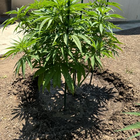Special Queen # 1 # 1  growlog timeline photo