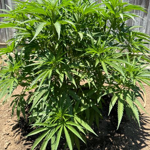 Special Queen # 1 # 2 growlog timeline photo