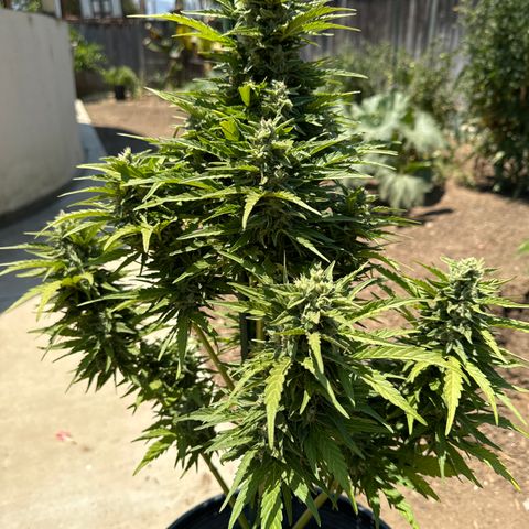 Royal Critical Automatic growlog timeline photo