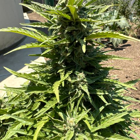 Royal Critical Automatic growlog timeline photo