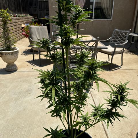 Sweet Skunk - Auto # 1  growlog timeline photo