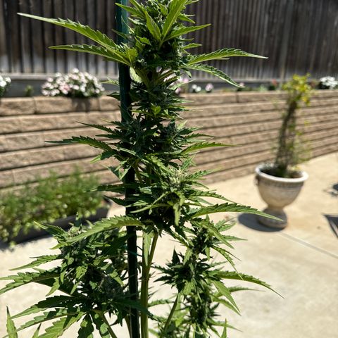 Sweet Skunk - Auto # 1  growlog timeline photo