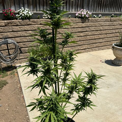 Sweet Skunk - Auto # 1  growlog timeline photo