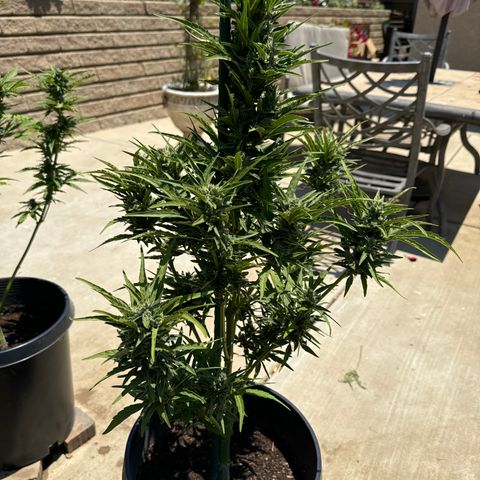 Sweet Skunk - Auto # 3  growlog timeline photo