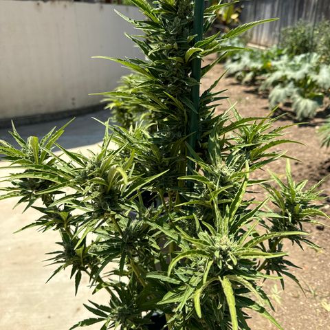 Sweet Skunk - Auto # 3  growlog timeline photo