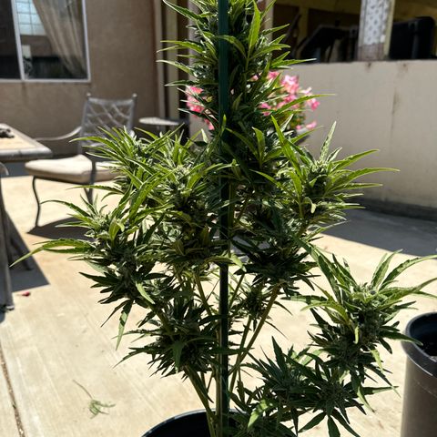 Sweet Skunk - Auto # 3  growlog timeline photo