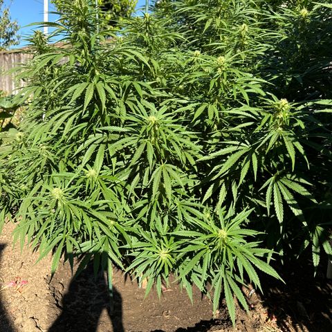 Special Queen # 1 # 1  growlog timeline photo