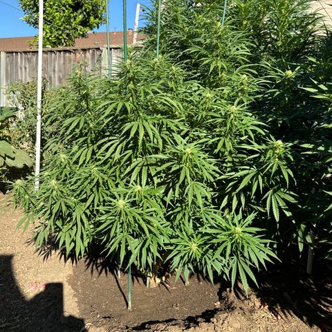 Special Queen # 1 # 1  growlog timeline photo