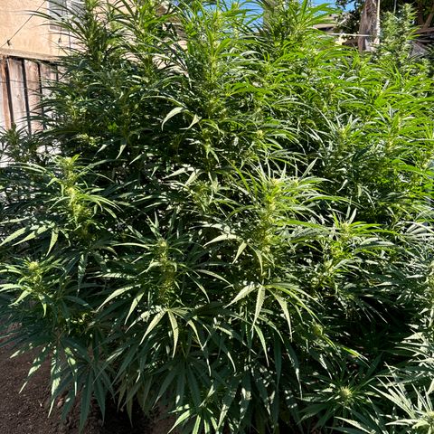 Special Queen # 1 # 2 growlog timeline photo
