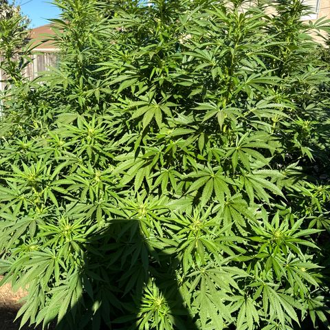 OG KUSH  growlog timeline photo