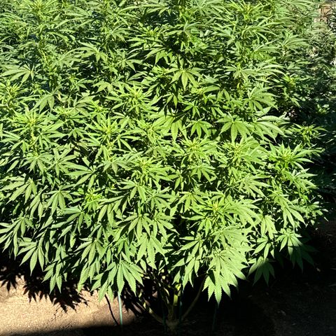OG KUSH  growlog timeline photo