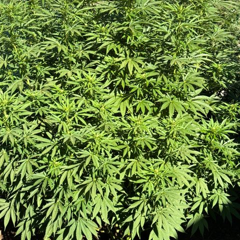 OG KUSH  growlog timeline photo