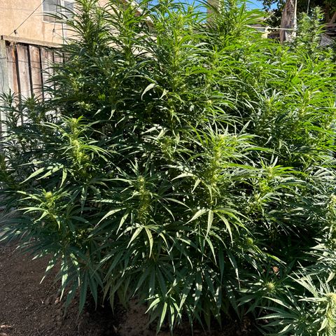 Special Queen # 1 # 2 growlog timeline photo