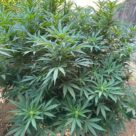 Royal Skywalker  growlog timeline photo