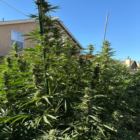 Legendary OG Punch # 1 #2 growlog timeline photo