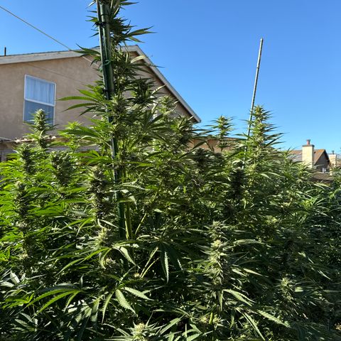 Legendary OG Punch # 1 #2 growlog timeline photo