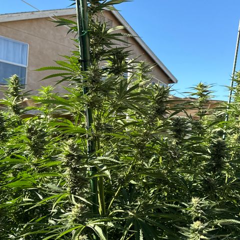 Legendary OG Punch # 1 #2 growlog timeline photo