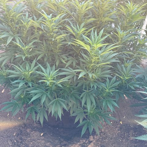 Royal Skywalker  growlog timeline photo