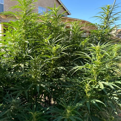 Special Queen # 1 # 2 growlog timeline photo