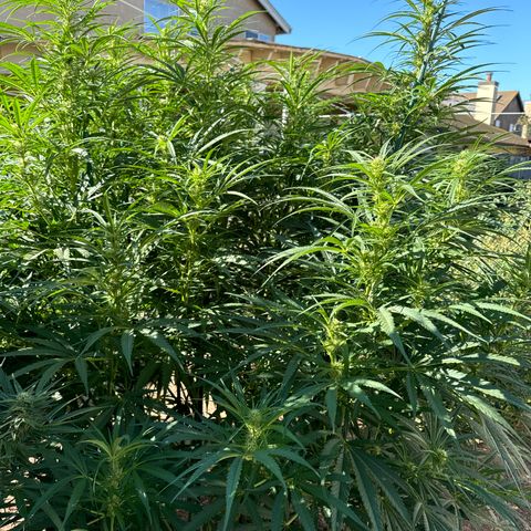 Special Queen # 1 # 2 growlog timeline photo