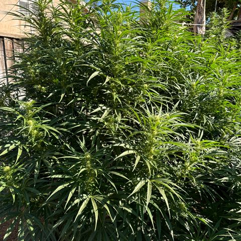 Special Queen # 1 # 2 growlog timeline photo