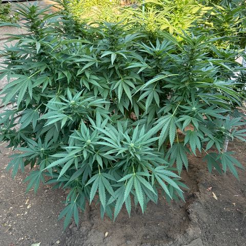 Royal Skywalker  growlog timeline photo