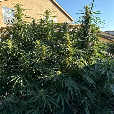 Special Queen # 1 # 2 growlog timeline photo