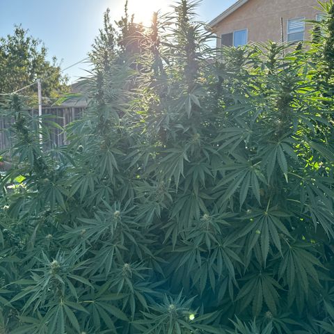 OG KUSH  growlog timeline photo
