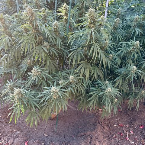 Special Queen # 1 # 1  growlog timeline photo