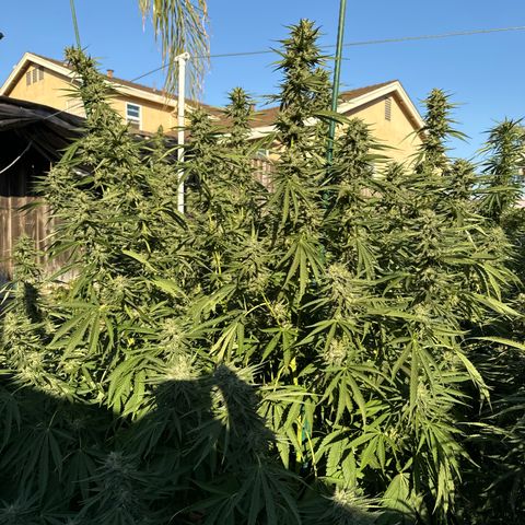 Legendary OG Punch # 1 #2 growlog timeline photo