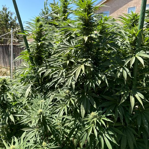 OG KUSH  growlog timeline photo