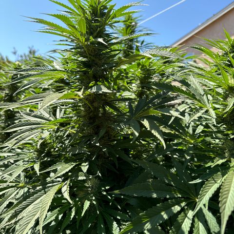 OG KUSH  growlog timeline photo