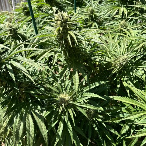 Special Queen # 1 # 1  growlog timeline photo