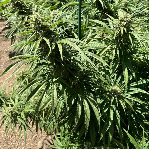 Special Queen # 1 # 1  growlog timeline photo