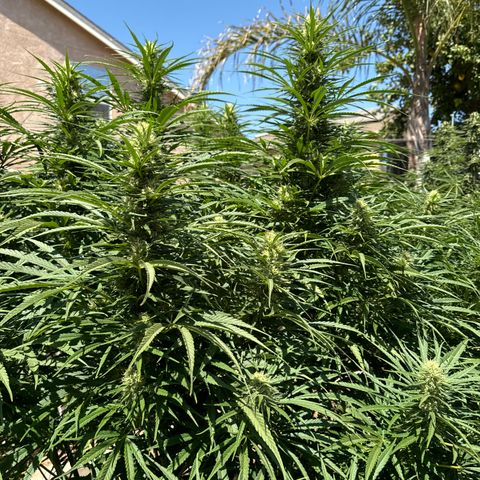 Special Queen # 1 # 2 growlog timeline photo